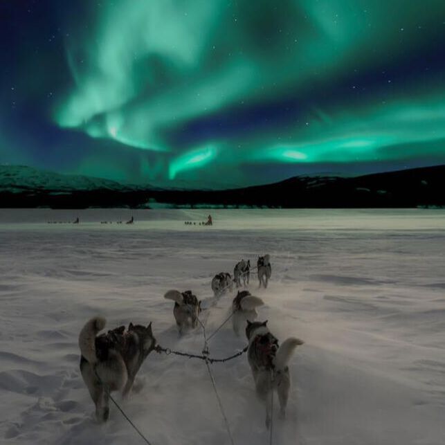 Dog sled under green aurora lights